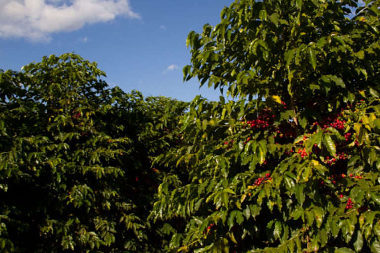 galeria-planalto-2