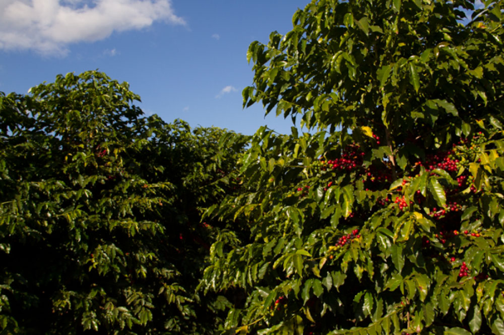 galeria-planalto-2