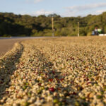 planalto-4