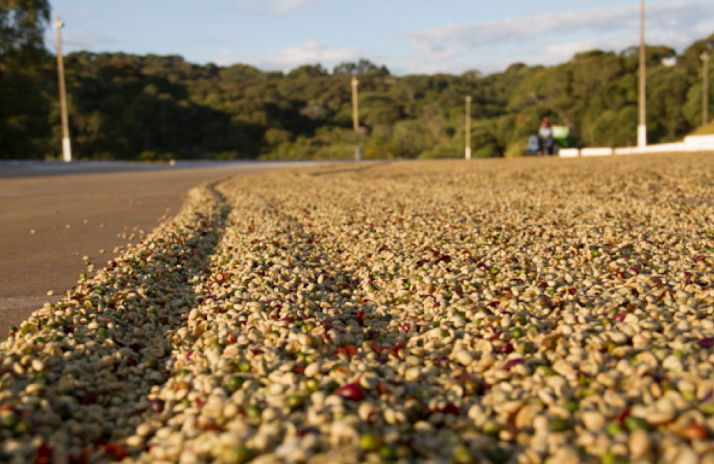 planalto-4